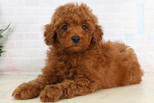 長崎県のトイプードル(トイ) (Coo&RIKU長崎浜町店/2026年1月24日生まれ/男の子/レッド)の子犬の3枚目の画像