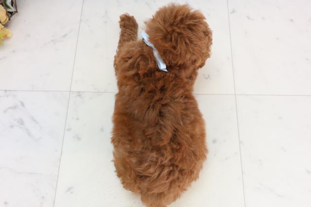 長崎県のトイプードル(トイ) (Coo&RIKU長崎浜町店/2026年1月24日生まれ/男の子/レッド)の子犬の4枚目の画像