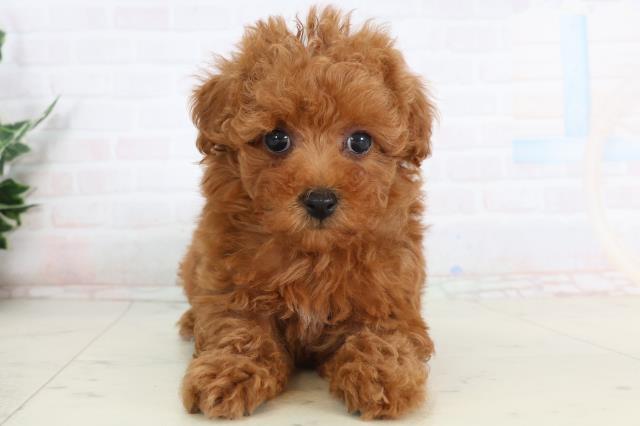 トイ・プードル