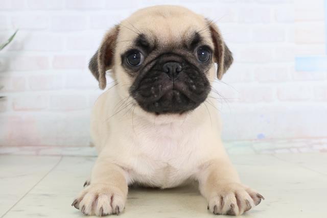 佐賀県のパグ (Coo&RIKU佐賀神埼店/2026年1月24日生まれ/男の子/フォーン)の子犬の1枚目の画像