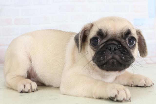 佐賀県のパグ (Coo&RIKU佐賀神埼店/2026年1月24日生まれ/男の子/フォーン)の子犬の2枚目の画像