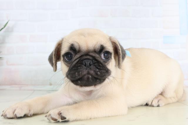 佐賀県のパグ (Coo&RIKU佐賀神埼店/2026年1月24日生まれ/男の子/フォーン)の子犬の3枚目の画像