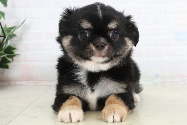 愛知県のチワワ(ロング) (Coo&RIKU東海一宮店/2026年1月25日生まれ/男の子/ブラックタンホワイト)の子犬の1枚目の画像