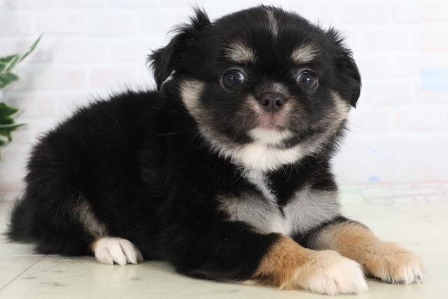 愛知県のチワワ(ロング) (Coo&RIKU東海一宮店/2026年1月25日生まれ/男の子/ブラックタンホワイト)の子犬の2枚目の画像