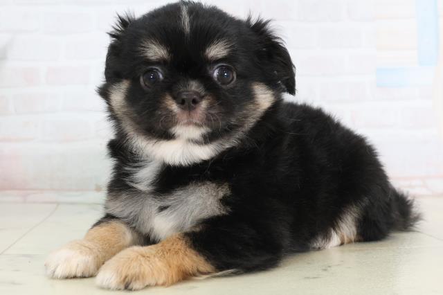 愛知県のチワワ(ロング) (Coo&RIKU東海一宮店/2026年1月25日生まれ/男の子/ブラックタンホワイト)の子犬の3枚目の画像