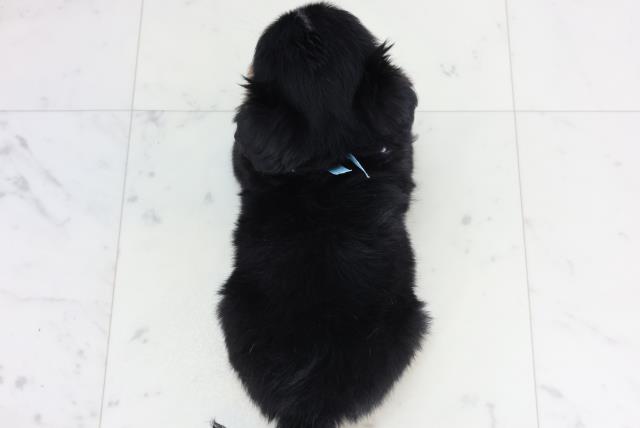 愛知県のチワワ(ロング) (Coo&RIKU東海一宮店/2026年1月25日生まれ/男の子/ブラックタンホワイト)の子犬の4枚目の画像