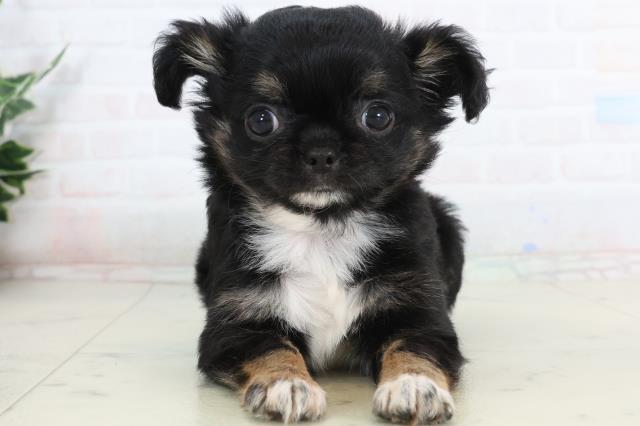 三重県のチワワ(ロング) (Coo&RIKU津高茶屋店/2026年1月25日生まれ/男の子/ブラックタンホワイト)の子犬