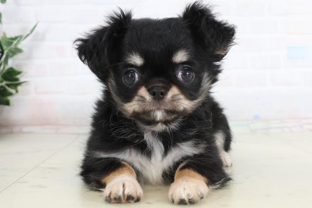 広島県のチワワ(ロング) (Coo&RIKU福山店/2026年1月25日生まれ/女の子/ブラックタンホワイト)の子犬