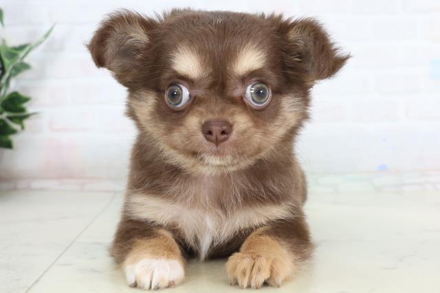 三重県のチワワ(ロング) (Coo&RIKU津高茶屋店/2026年1月25日生まれ/女の子/チョコレートタンホワイト)の子犬