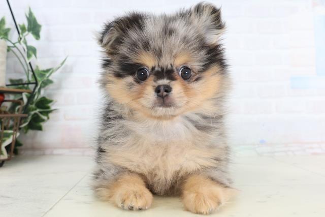 三重県のポメチワ/チワポメ/ポメチー(ポメラニアン×チワワ) (Coo&RIKU津高茶屋店/2026年1月20日生まれ/男の子/ブルーマール)の子犬の1枚目の画像
