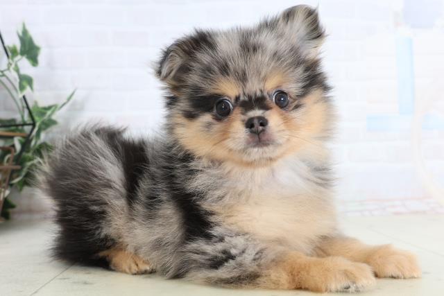 三重県のポメチワ/チワポメ/ポメチー(ポメラニアン×チワワ) (Coo&RIKU津高茶屋店/2026年1月20日生まれ/男の子/ブルーマール)の子犬の2枚目の画像