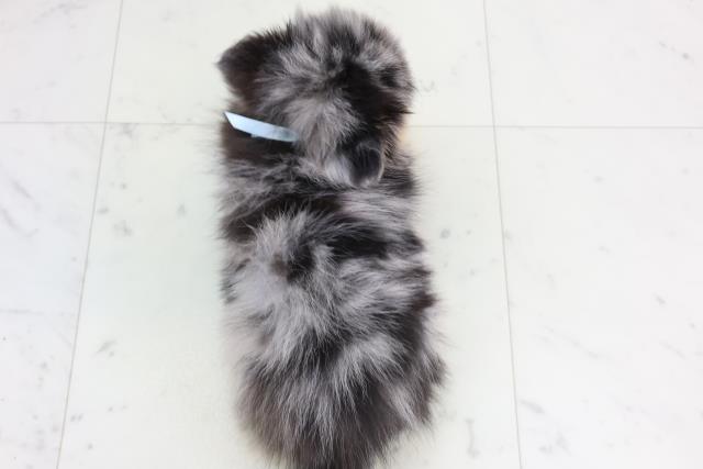 三重県のポメチワ/チワポメ/ポメチー(ポメラニアン×チワワ) (Coo&RIKU津高茶屋店/2026年1月20日生まれ/男の子/ブルーマール)の子犬の4枚目の画像