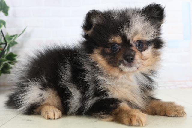 福岡県のポメチワ/チワポメ/ポメチー(ポメラニアン×チワワ) (Coo&RIKUゆめタウン飯塚店/2026年1月20日生まれ/男の子/ブルーマール)の子犬の2枚目の画像