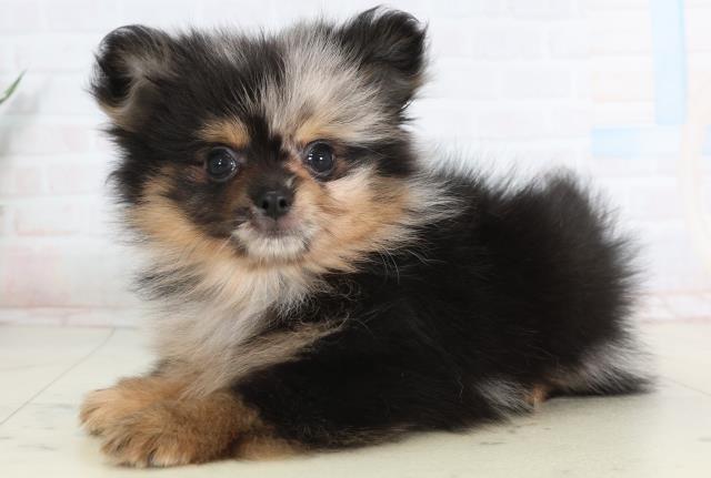 福岡県のポメチワ/チワポメ/ポメチー(ポメラニアン×チワワ) (Coo&RIKUゆめタウン飯塚店/2026年1月20日生まれ/男の子/ブルーマール)の子犬の3枚目の画像