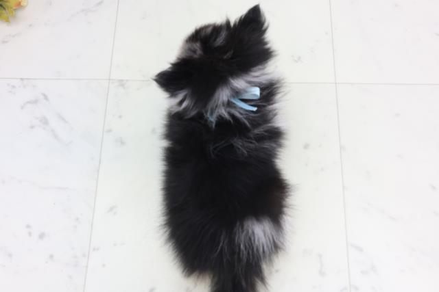 福岡県のポメチワ/チワポメ/ポメチー(ポメラニアン×チワワ) (Coo&RIKUゆめタウン飯塚店/2026年1月20日生まれ/男の子/ブルーマール)の子犬の4枚目の画像