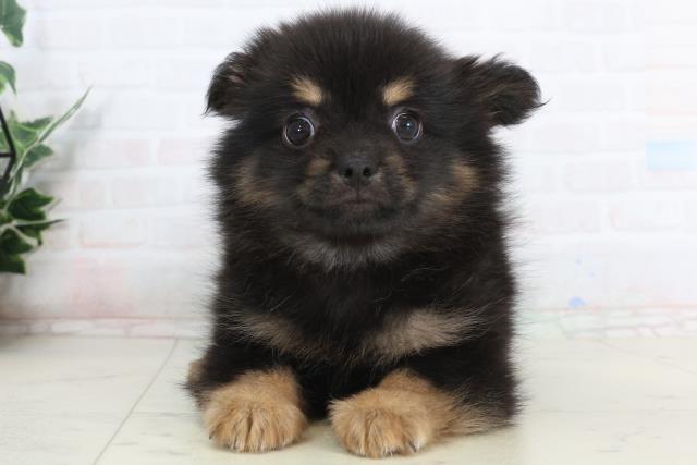 愛知県のポメチワ/チワポメ/ポメチー(ポメラニアン×チワワ) (Coo&RIKU東海一宮店/2026年1月20日生まれ/男の子/ブラックタン)の子犬の1枚目の画像