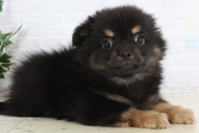 愛知県のポメチワ/チワポメ/ポメチー(ポメラニアン×チワワ) (Coo&RIKU東海一宮店/2026年1月20日生まれ/男の子/ブラックタン)の子犬の2枚目の画像