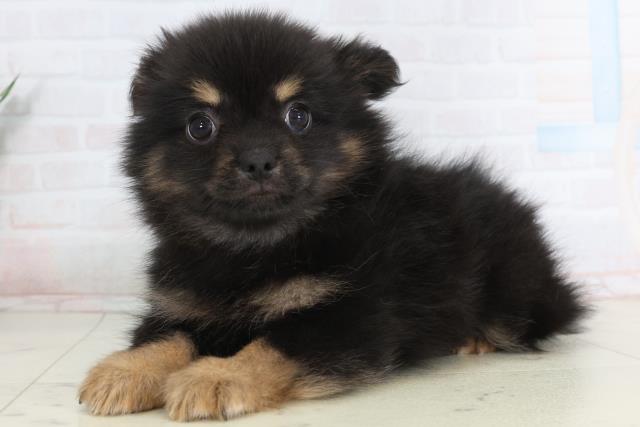 愛知県のポメチワ/チワポメ/ポメチー(ポメラニアン×チワワ) (Coo&RIKU東海一宮店/2026年1月20日生まれ/男の子/ブラックタン)の子犬の3枚目の画像