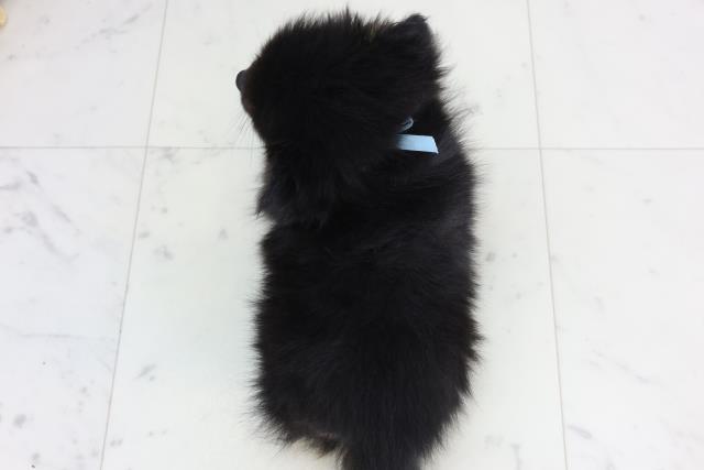 愛知県のポメチワ/チワポメ/ポメチー(ポメラニアン×チワワ) (Coo&RIKU東海一宮店/2026年1月20日生まれ/男の子/ブラックタン)の子犬の4枚目の画像