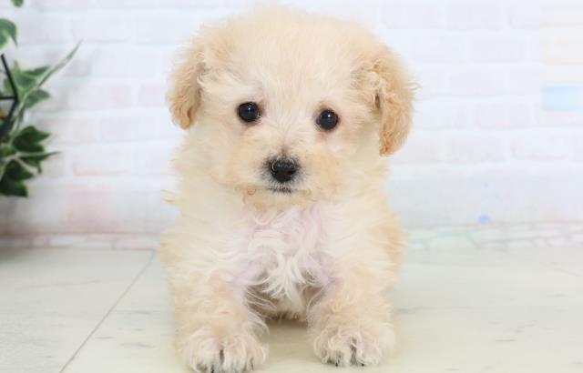 トイ・プードル