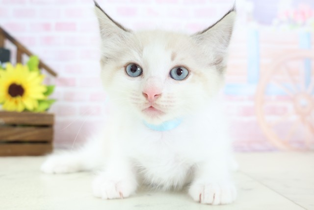 島根県のラグドール (Coo&RIKU出雲店/2026年1月14日生まれ/男の子/シールポイントバイカラー)の子猫の1枚目の画像