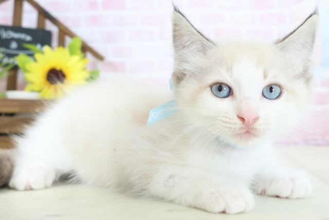 島根県のラグドール (Coo&RIKU出雲店/2026年1月14日生まれ/男の子/シールポイントバイカラー)の子猫の2枚目の画像