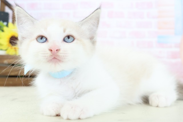 島根県のラグドール (Coo&RIKU出雲店/2026年1月14日生まれ/男の子/シールポイントバイカラー)の子猫の3枚目の画像