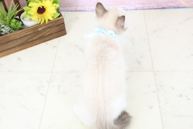 島根県のラグドール (Coo&RIKU出雲店/2026年1月14日生まれ/男の子/シールポイントバイカラー)の子猫の4枚目の画像