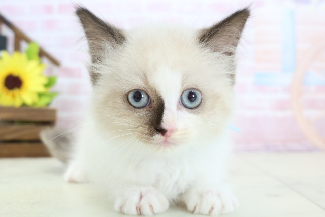 高知県のラグドール (Coo&RIKU高知御座店/2026年1月14日生まれ/男の子/シールポイントバイカラー)の子猫の1枚目の画像