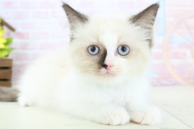 高知県のラグドール (Coo&RIKU高知御座店/2026年1月14日生まれ/男の子/シールポイントバイカラー)の子猫の2枚目の画像