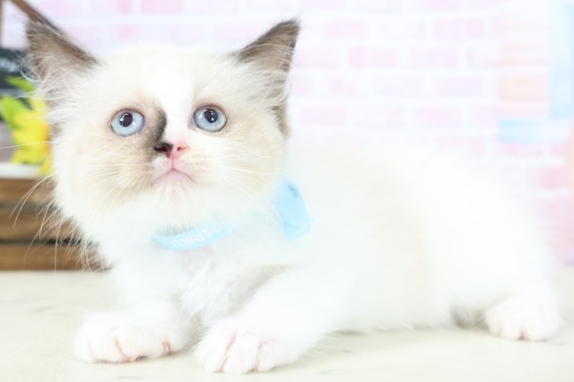 高知県のラグドール (Coo&RIKU高知御座店/2026年1月14日生まれ/男の子/シールポイントバイカラー)の子猫の3枚目の画像