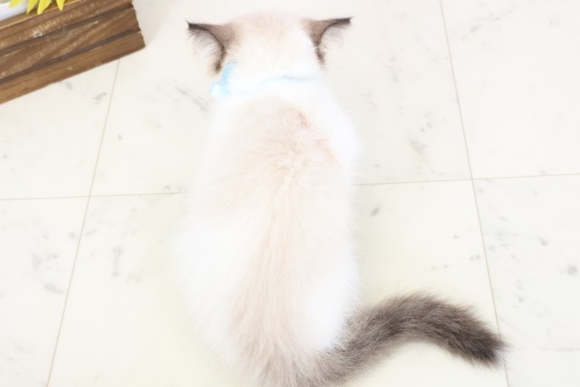 高知県のラグドール (Coo&RIKU高知御座店/2026年1月14日生まれ/男の子/シールポイントバイカラー)の子猫の4枚目の画像