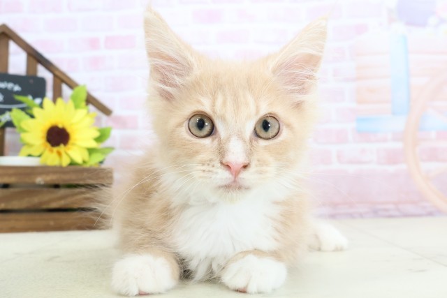 岡山県のメインクーン (Coo&RIKU岡山店/2025年12月5日生まれ/男の子/クリームタビーホワイト)の子猫