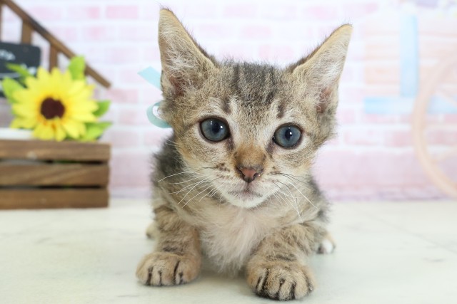 香川県のスクーカム(スクークム) (Coo&RIKU高松上福岡店/2026年1月13日生まれ/男の子/ブラウンタビー)の子猫の1枚目の画像