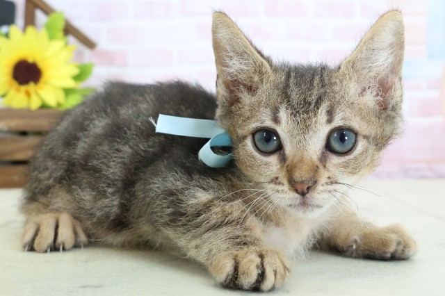 香川県のスクーカム(スクークム) (Coo&RIKU高松上福岡店/2026年1月13日生まれ/男の子/ブラウンタビー)の子猫の2枚目の画像