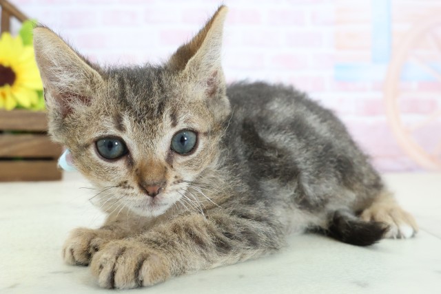 香川県のスクーカム(スクークム) (Coo&RIKU高松上福岡店/2026年1月13日生まれ/男の子/ブラウンタビー)の子猫の3枚目の画像