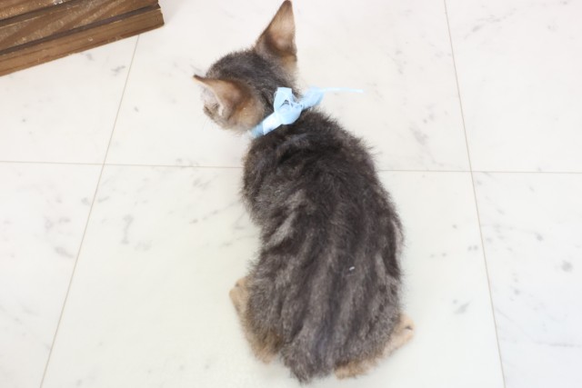 香川県のスクーカム(スクークム) (Coo&RIKU高松上福岡店/2026年1月13日生まれ/男の子/ブラウンタビー)の子猫の4枚目の画像