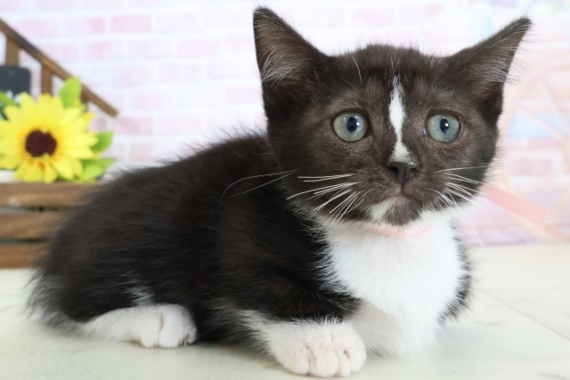 佐賀県のスクーカム(スクークム) (Coo&RIKU佐賀神埼店/2026年1月13日生まれ/女の子/ブラックホワイト)の子猫の2枚目の画像