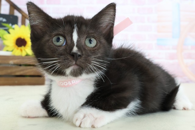 佐賀県のスクーカム(スクークム) (Coo&RIKU佐賀神埼店/2026年1月13日生まれ/女の子/ブラックホワイト)の子猫の3枚目の画像