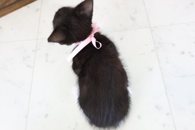 佐賀県のスクーカム(スクークム) (Coo&RIKU佐賀神埼店/2026年1月13日生まれ/女の子/ブラックホワイト)の子猫の4枚目の画像