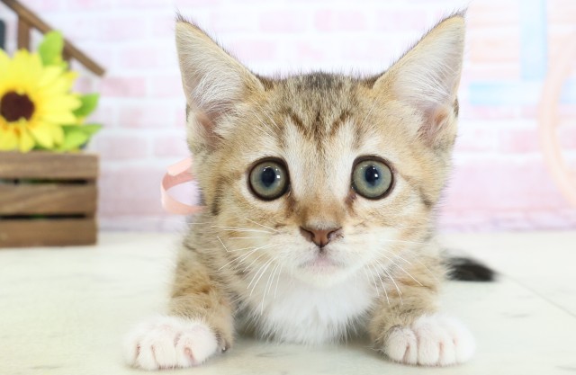 高知県のスクーカム(スクークム) (Coo&RIKU高知御座店/2026年1月13日生まれ/女の子/ブラウンタビーホワイト)の子猫の1枚目の画像