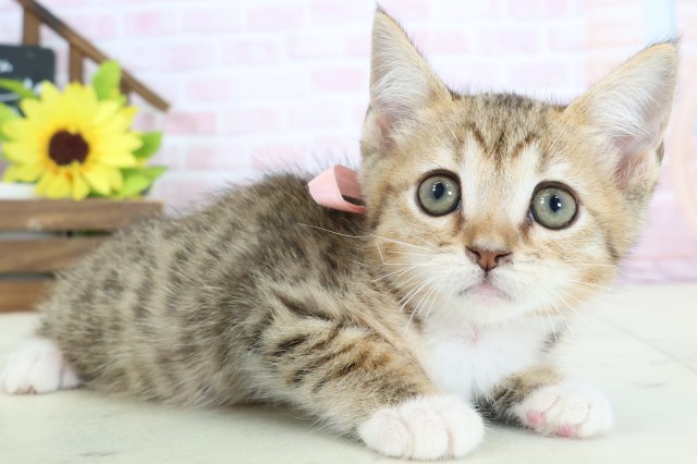 高知県のスクーカム(スクークム) (Coo&RIKU高知御座店/2026年1月13日生まれ/女の子/ブラウンタビーホワイト)の子猫の2枚目の画像