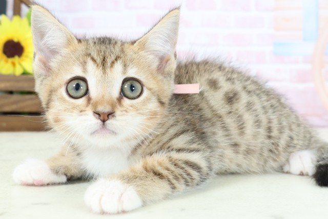 高知県のスクーカム(スクークム) (Coo&RIKU高知御座店/2026年1月13日生まれ/女の子/ブラウンタビーホワイト)の子猫の3枚目の画像