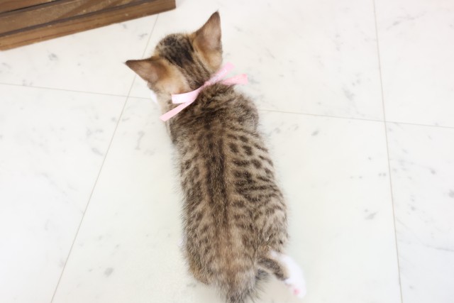 高知県のスクーカム(スクークム) (Coo&RIKU高知御座店/2026年1月13日生まれ/女の子/ブラウンタビーホワイト)の子猫の4枚目の画像