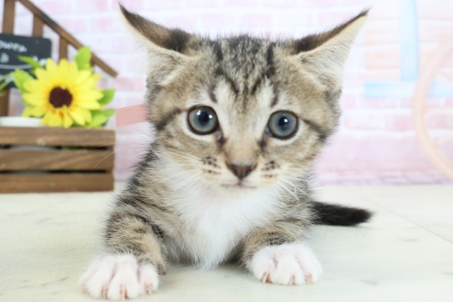 広島県のスクーカム(スクークム) (Coo&RIKU福山店/2026年1月13日生まれ/女の子/ブラウンタビーホワイト)の子猫の1枚目の画像