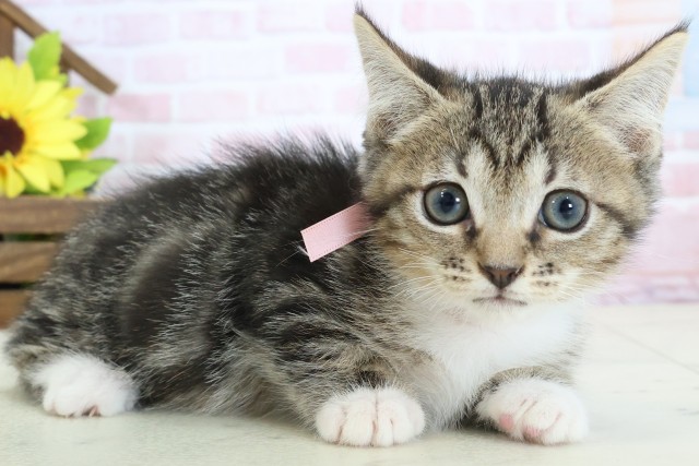 広島県のスクーカム(スクークム) (Coo&RIKU福山店/2026年1月13日生まれ/女の子/ブラウンタビーホワイト)の子猫の2枚目の画像