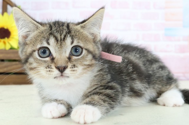 広島県のスクーカム(スクークム) (Coo&RIKU福山店/2026年1月13日生まれ/女の子/ブラウンタビーホワイト)の子猫の3枚目の画像