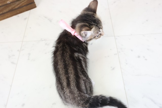 広島県のスクーカム(スクークム) (Coo&RIKU福山店/2026年1月13日生まれ/女の子/ブラウンタビーホワイト)の子猫の4枚目の画像