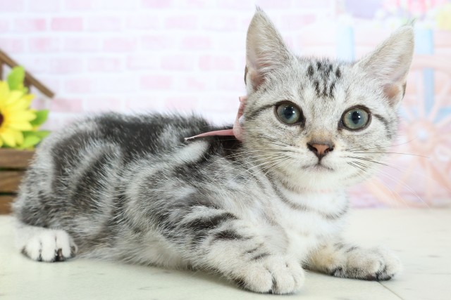 広島県のアメリカンショートヘアー (Coo&RIKU福山店/2025年12月15日生まれ/女の子/シルバータビー)の子猫の2枚目の画像