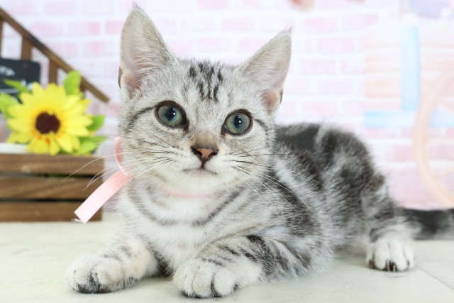 広島県のアメリカンショートヘアー (Coo&RIKU福山店/2025年12月15日生まれ/女の子/シルバータビー)の子猫の3枚目の画像